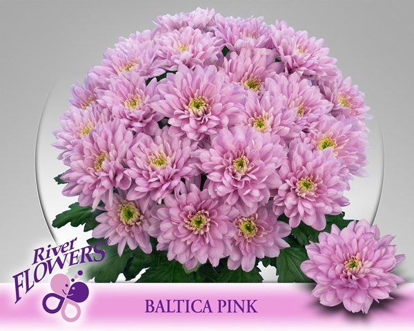 Chr T Baltica Pink 80 Gra 80gram 70cm