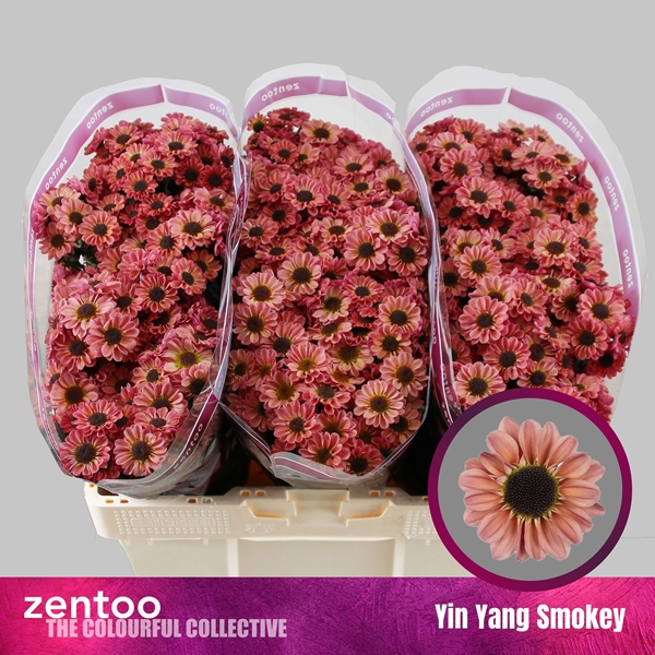 Chr S Yi Yan Smokey 55cm