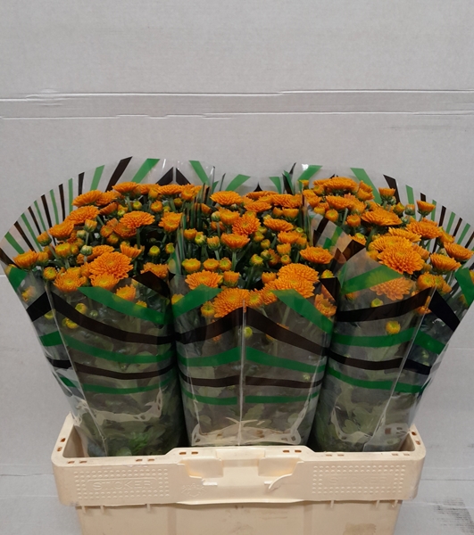 Chr San Ellis Orange 55cm