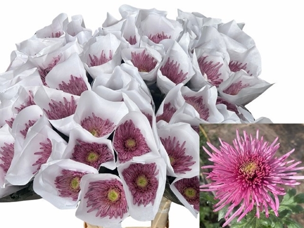 Chr G Uzuri Purple 90gram 80cm