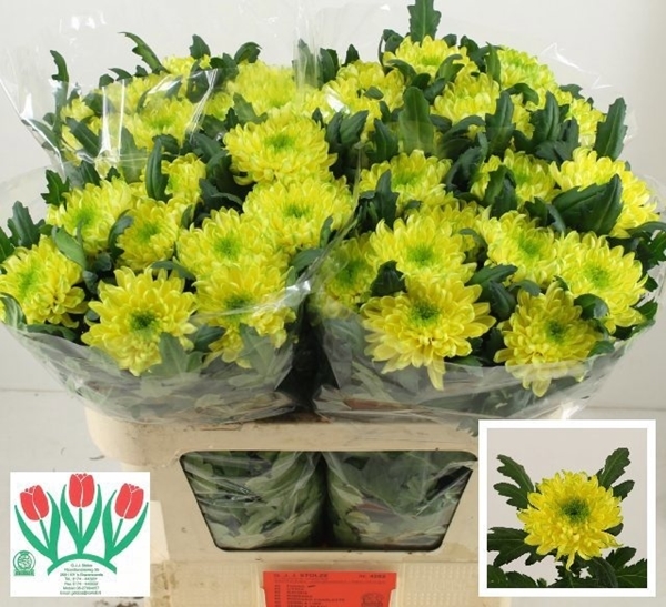 Chr G Zembla Brasil 75 Gr 85gram 70cm
