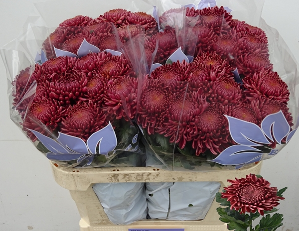 Chr G Bigoudi Red 85gram 75cm