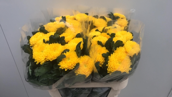 Chr G Migoli 70gram 75cm