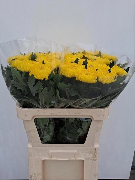Chr G Rivalry 90gram 75cm