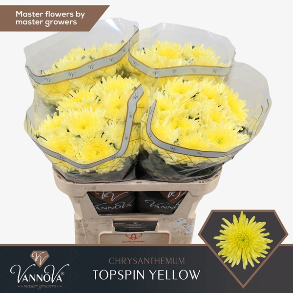 Chr G Topspin Yellow 85gram 70cm