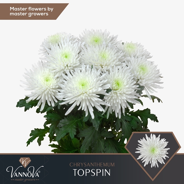 Chr G Topspin 85gram 70cm