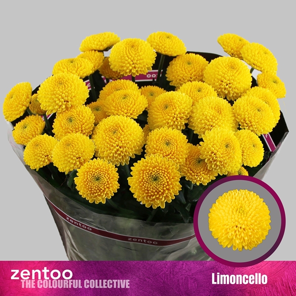Chr T Limoncello 75gram 70cm
