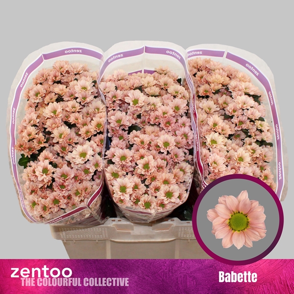 Chr S Babette 55cm