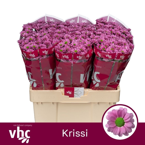 Chr San Krissi 55cm