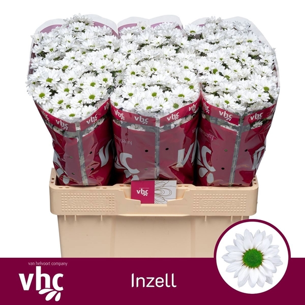Chr S Aaa Inzell 55cm