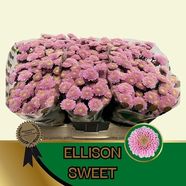 Chr San Ellison Sweet Ros 55cm