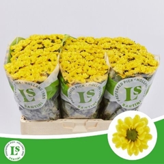Chr S Rossi Sunny 55cm
