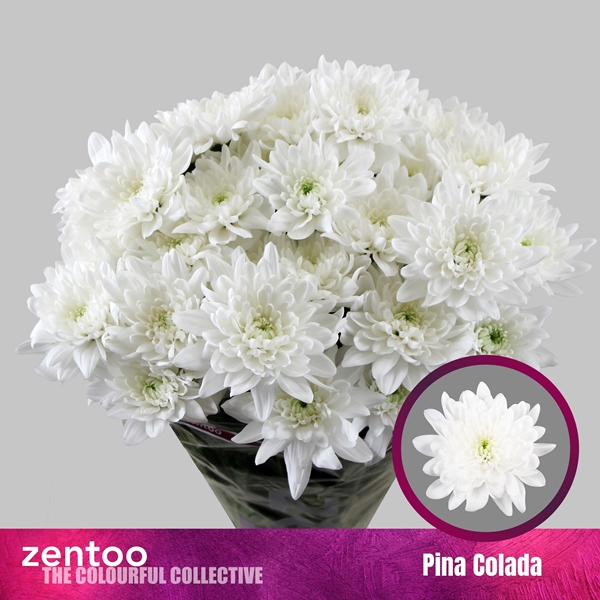 Chr T Pina Colada 110gram 70cm