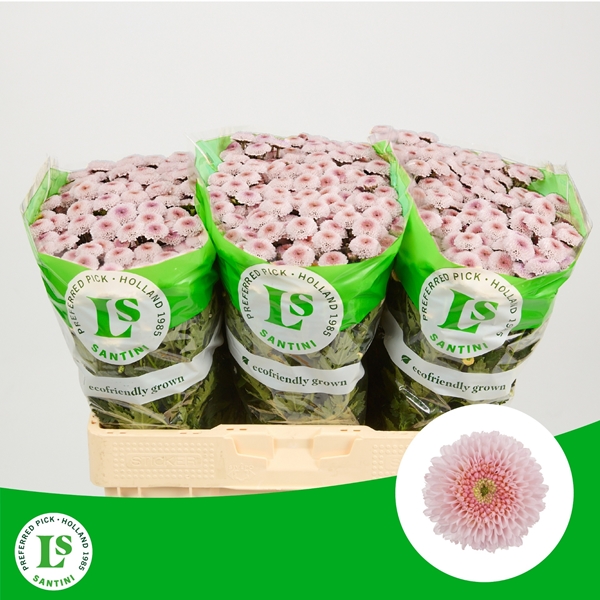 Chr S Williams Pink 55cm