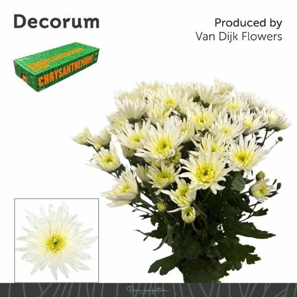 Chr T Delianne White 80gram 70cm