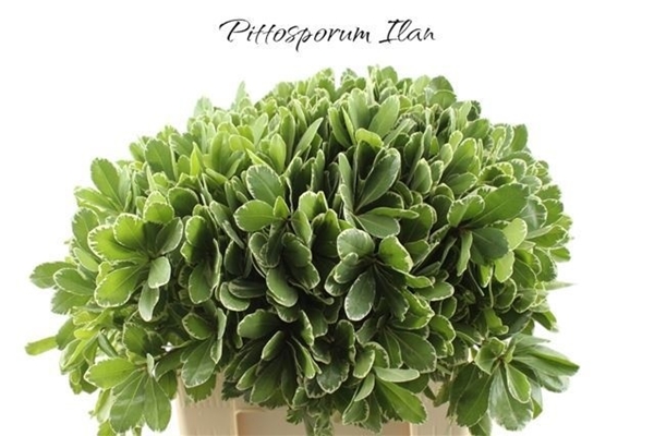 Pittosporum Ilan 60cm