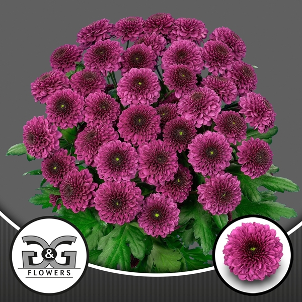 Chr T Pomavera 75gram 70cm