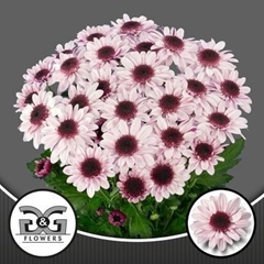 Chr T Stresa 75 Gram 95gram 70cm
