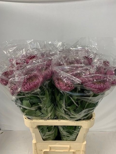 Chr G Bislet Purple 125 G