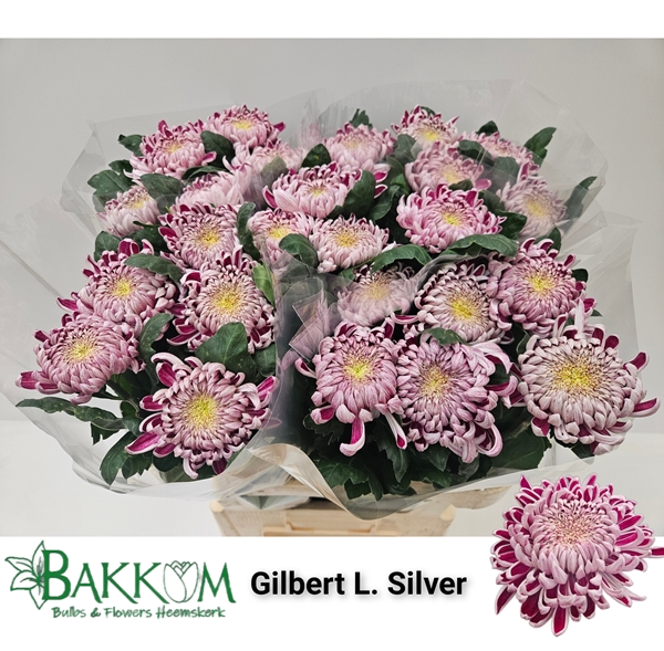 Chr G Gilb L Silver 90gram 80cm
