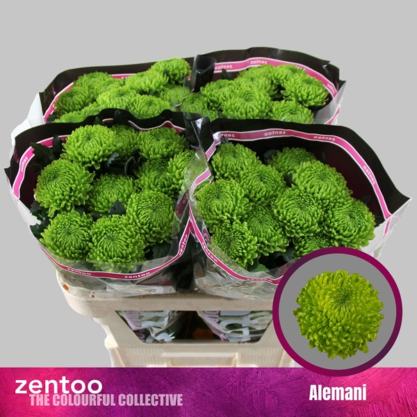 Chr G Alemani 110gram 70cm