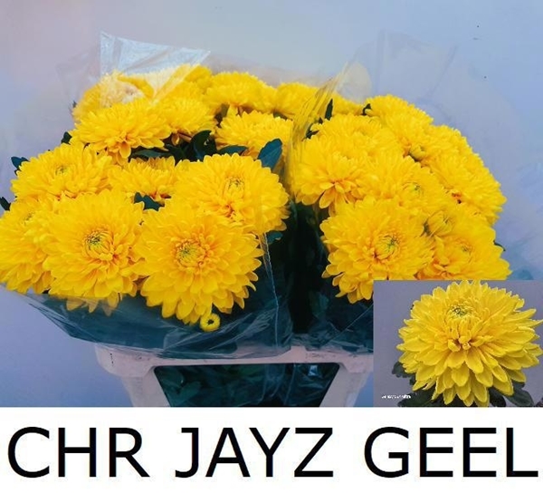 Chr G Jayz Yellow 110gram