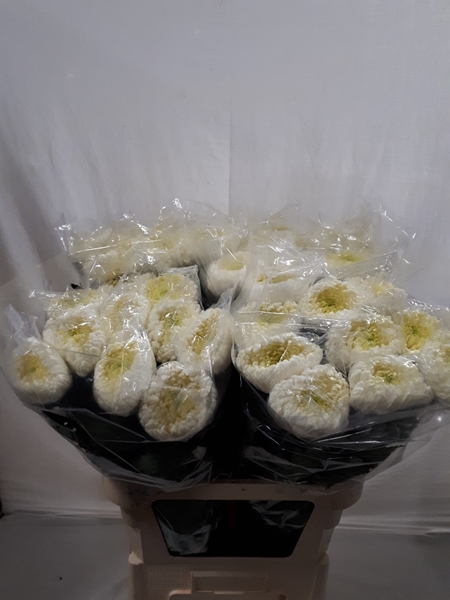 Chr G Bislet White 75gram