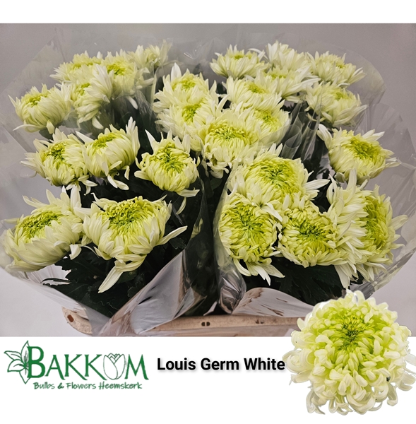 Chr G Louis Germ Whi 80cm