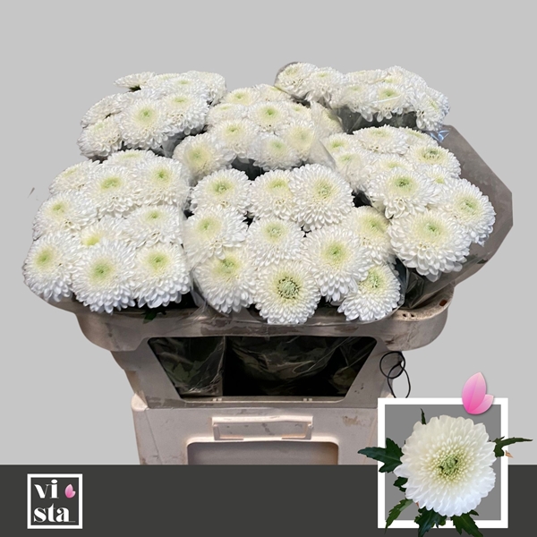 Chr G Superbowl 60gram 70cm