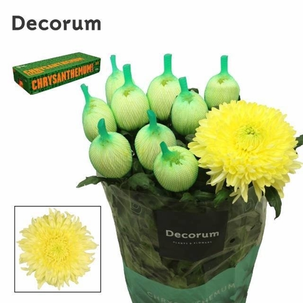 Chr G Magnum Yellow 105 G 70cm