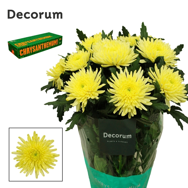 Chr G Topspin Yellow 95gram 70cm