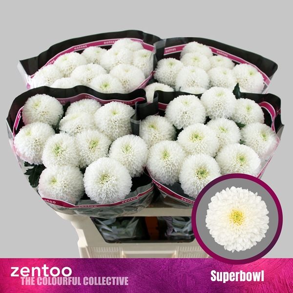Chr G Superbowl 85gram 70cm