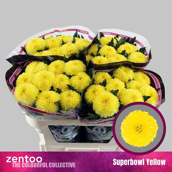 Chr G Superbowl Yell 80gram 70cm