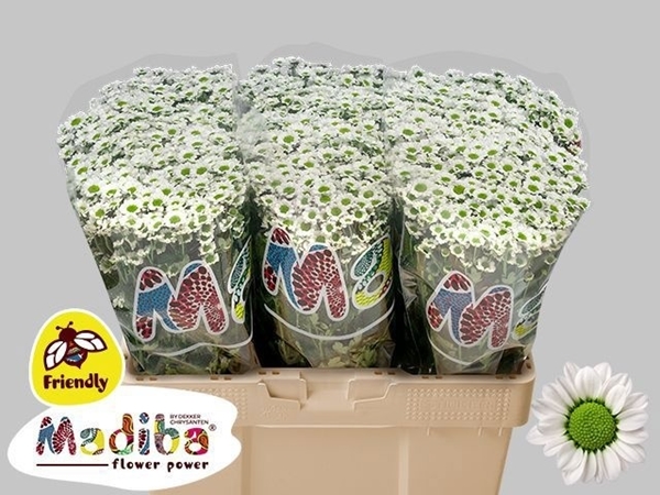 Chr Sant Madiba Lindi Wh 55cm