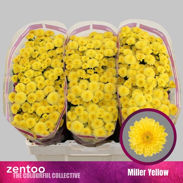 Chr S Miller Yellow 55cm