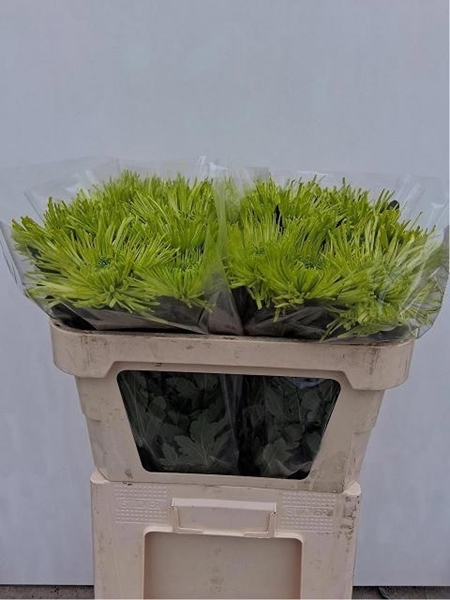 Chr G Tula Green 80gram 70cm
