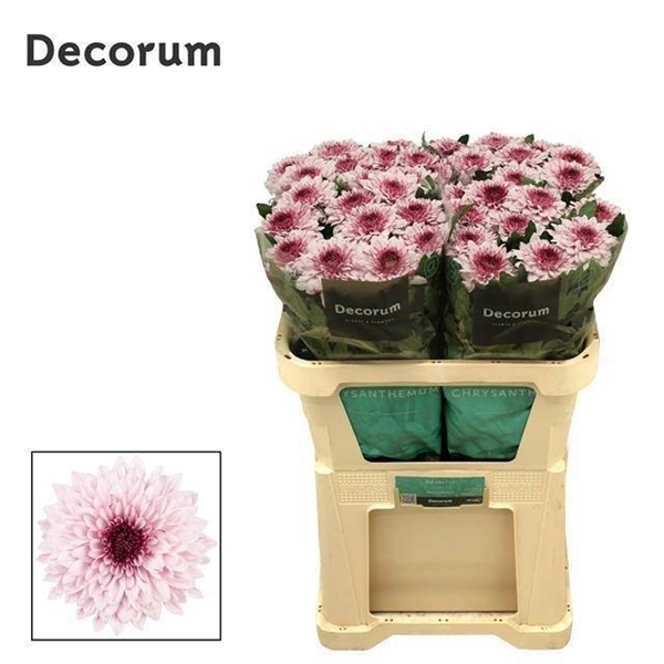 Chr G Pip Pretty 95 Gram 80gram 70cm