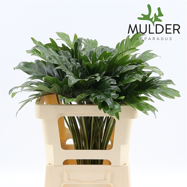 Philodendron Xanadu 50cm