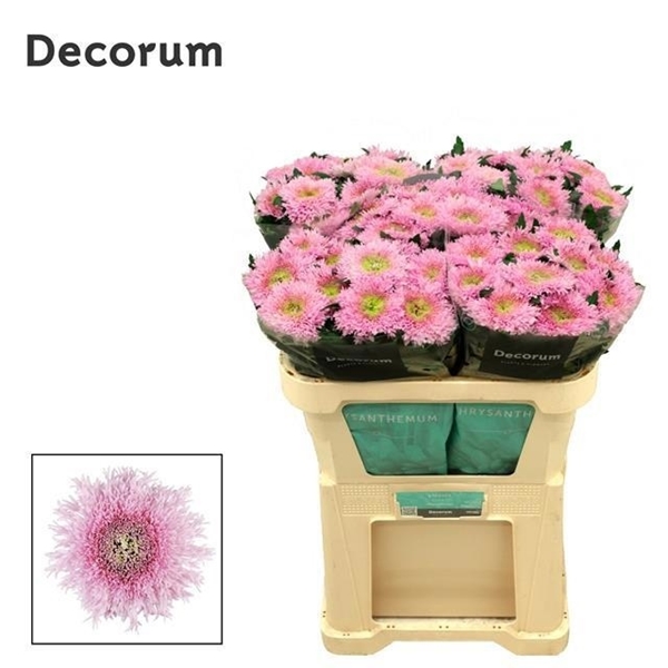 Chr G Etrusko 45 Gram 75gram 70cm
